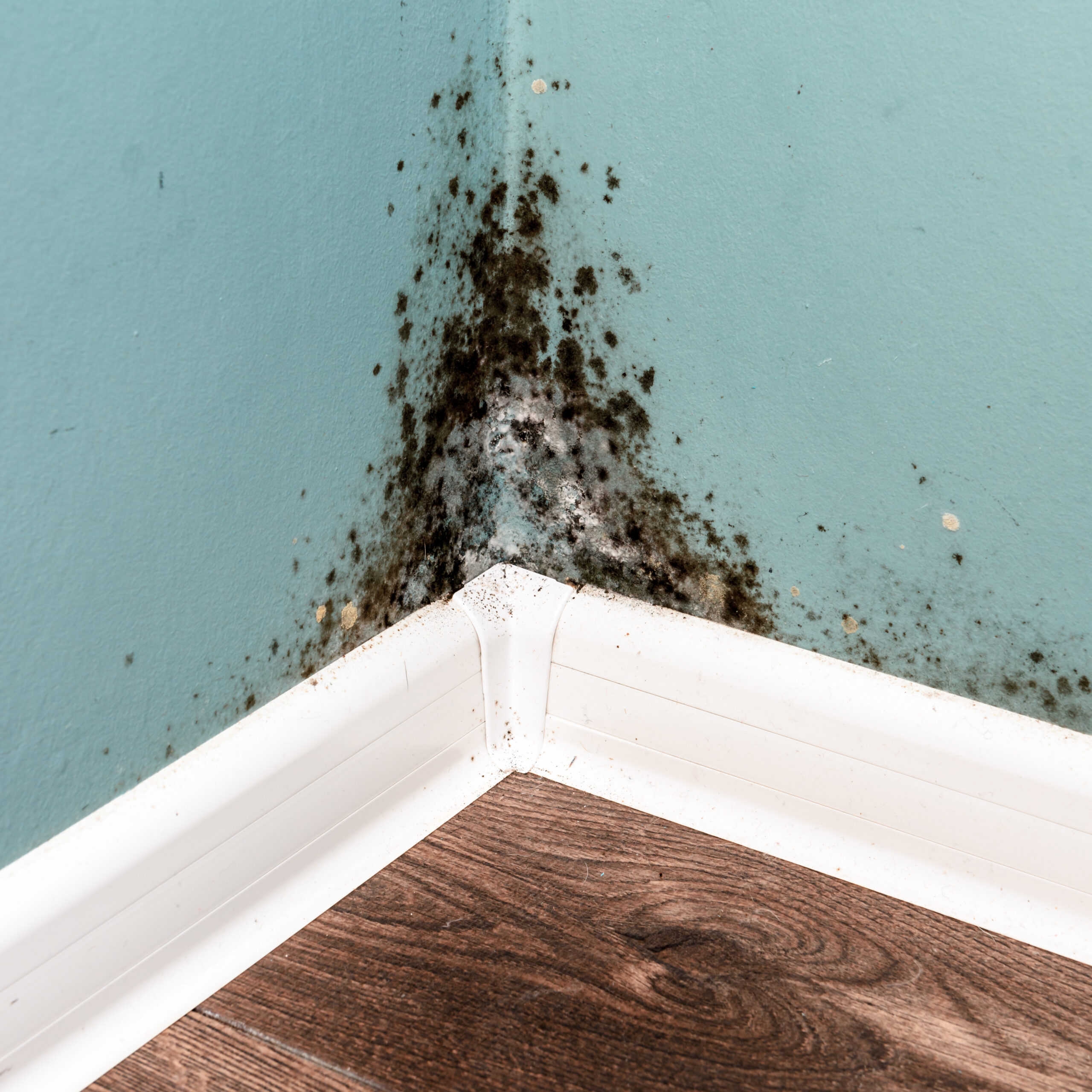 5 Reasons to Hire Mold Removal Specialists