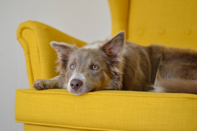 If your dog has caused your couch to smell, upholstery cleaning can help rid it of odors.