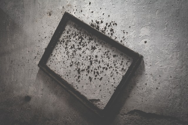 Everything You Need to Know About Black Mold