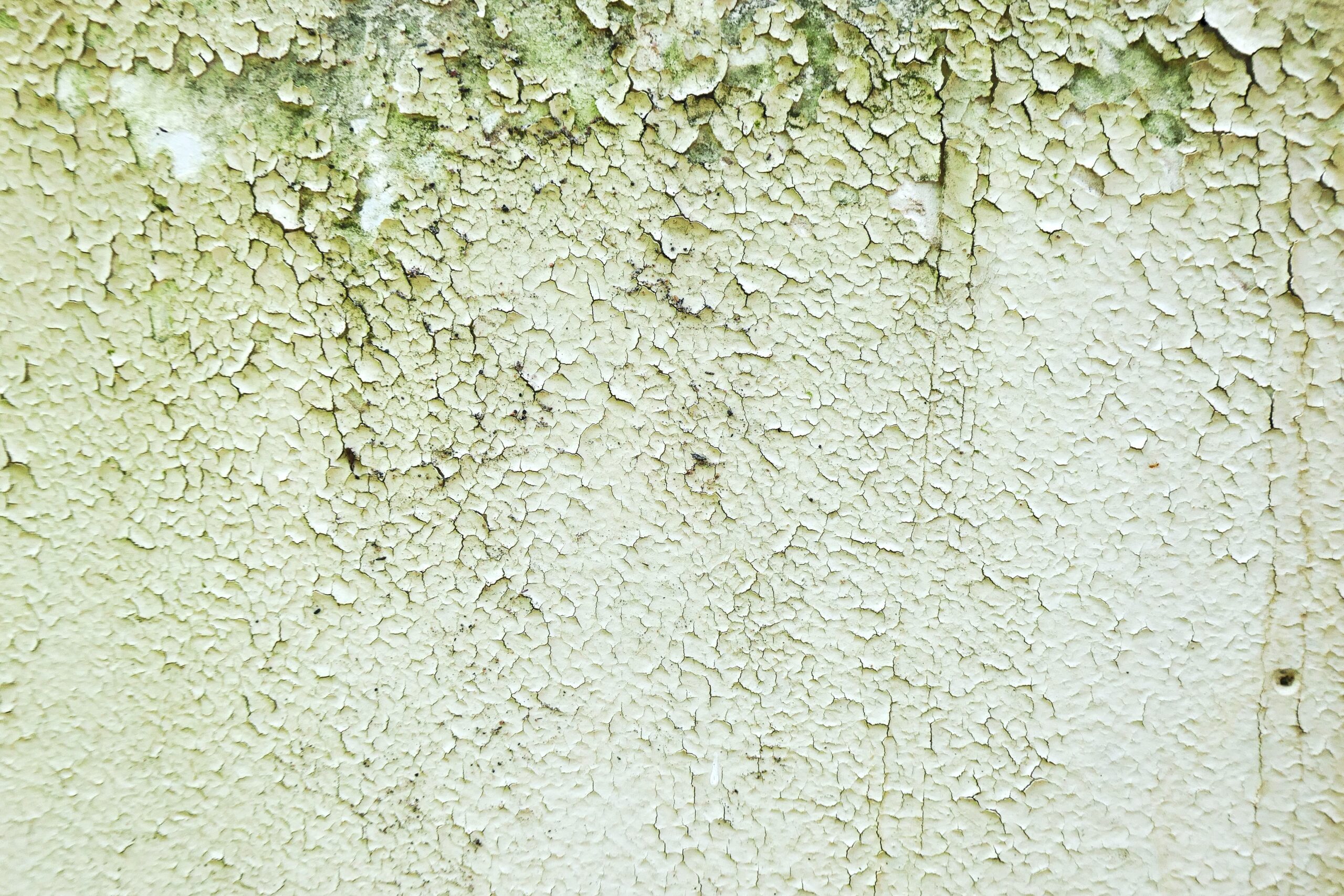 If you recently found mold inside your home, then you need to consult a professional mold remediation company for help.